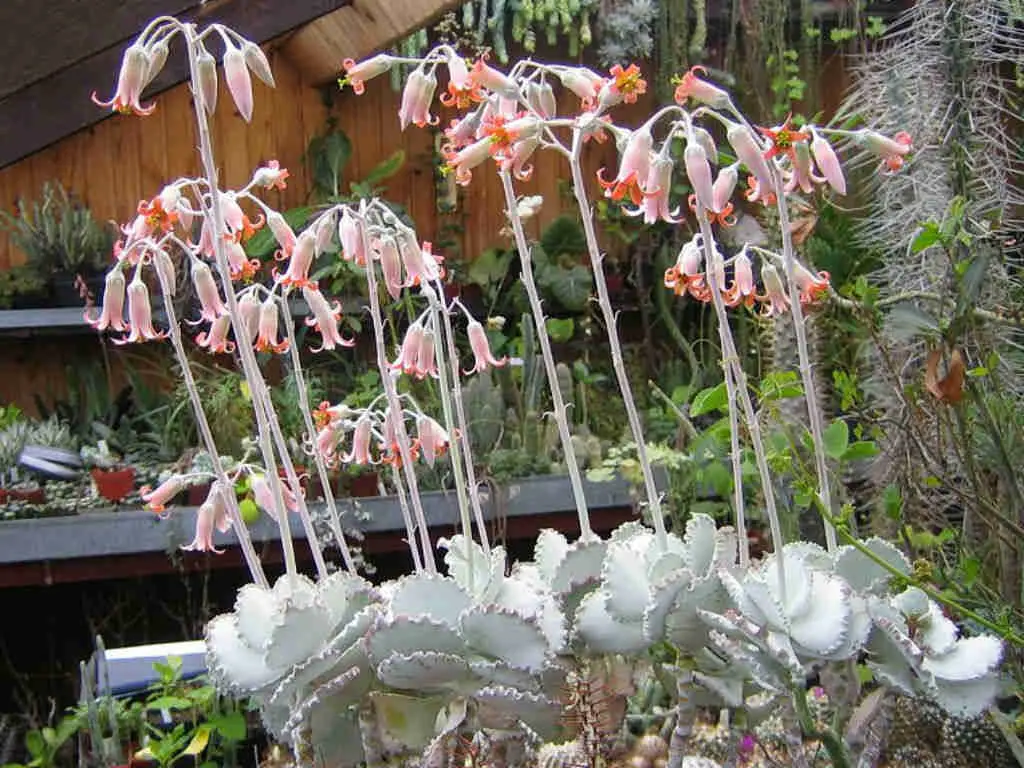 Cotyledon Orbiculata ‘Mucronata'