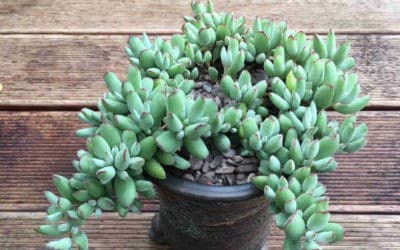 Cotyledon Papillaris