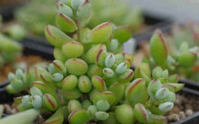 Cotyledon Pendens ‘Cliff Cotyledon’