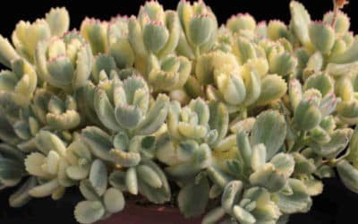 Cotyledon Tomentosa F. Variegata