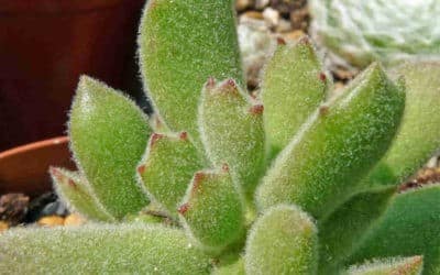 Cotyledon Tomentosa Subsp. Ladismithiensis