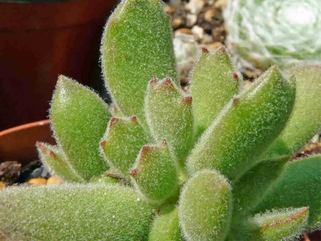 Cotyledon Tomentosa Subsp. Ladismithiensis