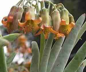 Cotyledon Orbiculata Var. Oblonga