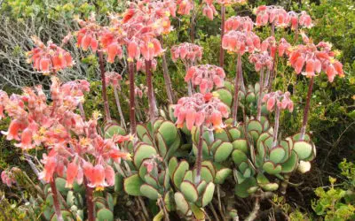 Cotyledon Orbiculata ‘Cinderella’