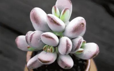 Cotyledon Orbiculata Var. Dinteri