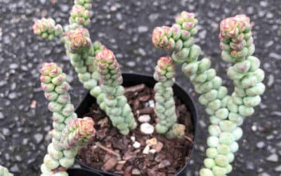 Crassula ‘Baby’s Surprise’