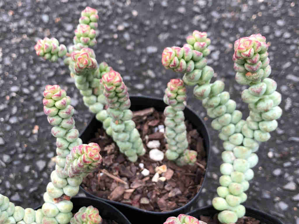 Crassula 'Baby's Surprise’