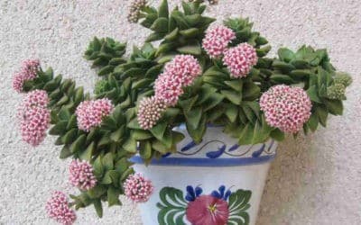 Crassula ‘Bride’s Bouquet’