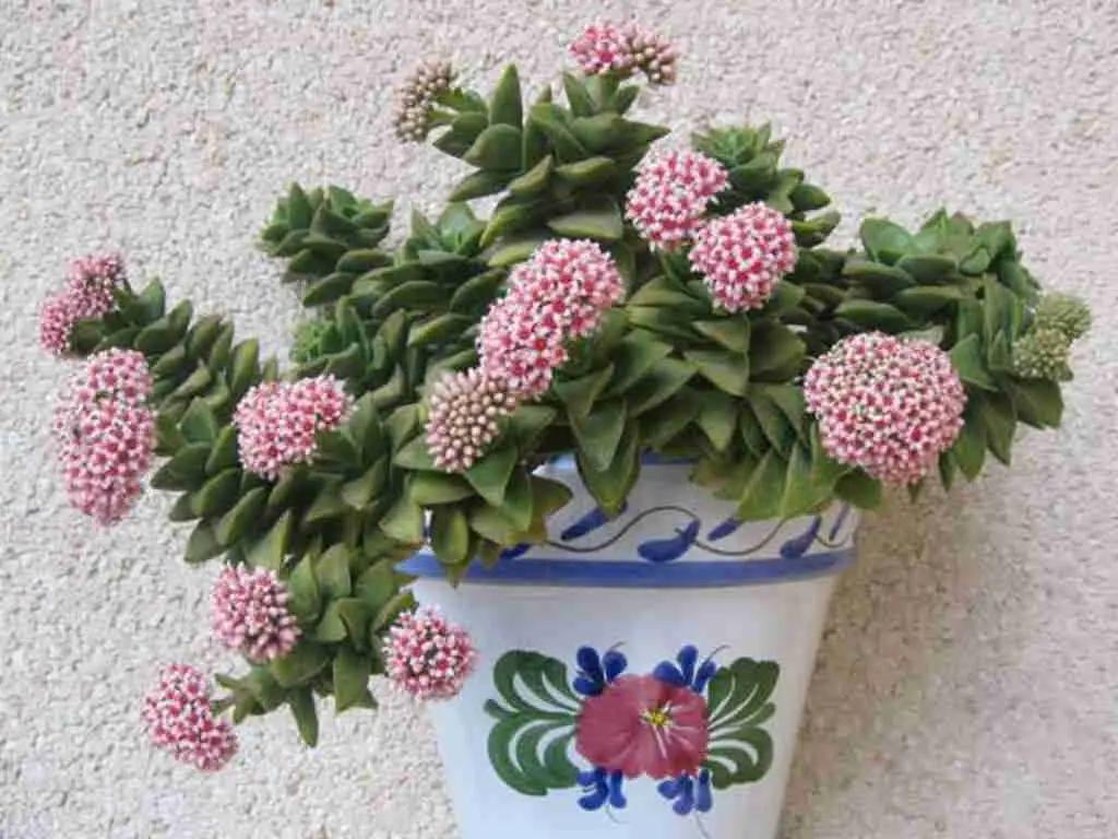 Crassula ‘Bride’s Bouquet’