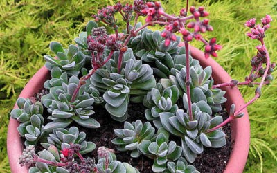 Crassula ‘Coralita’