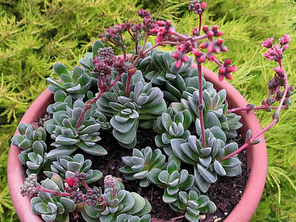 Crassula ‘Coralita'