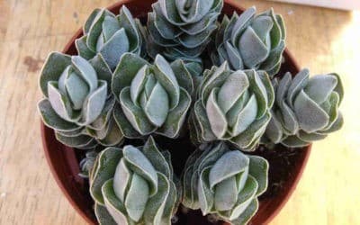 Crassula ‘Ivory Pagoda’