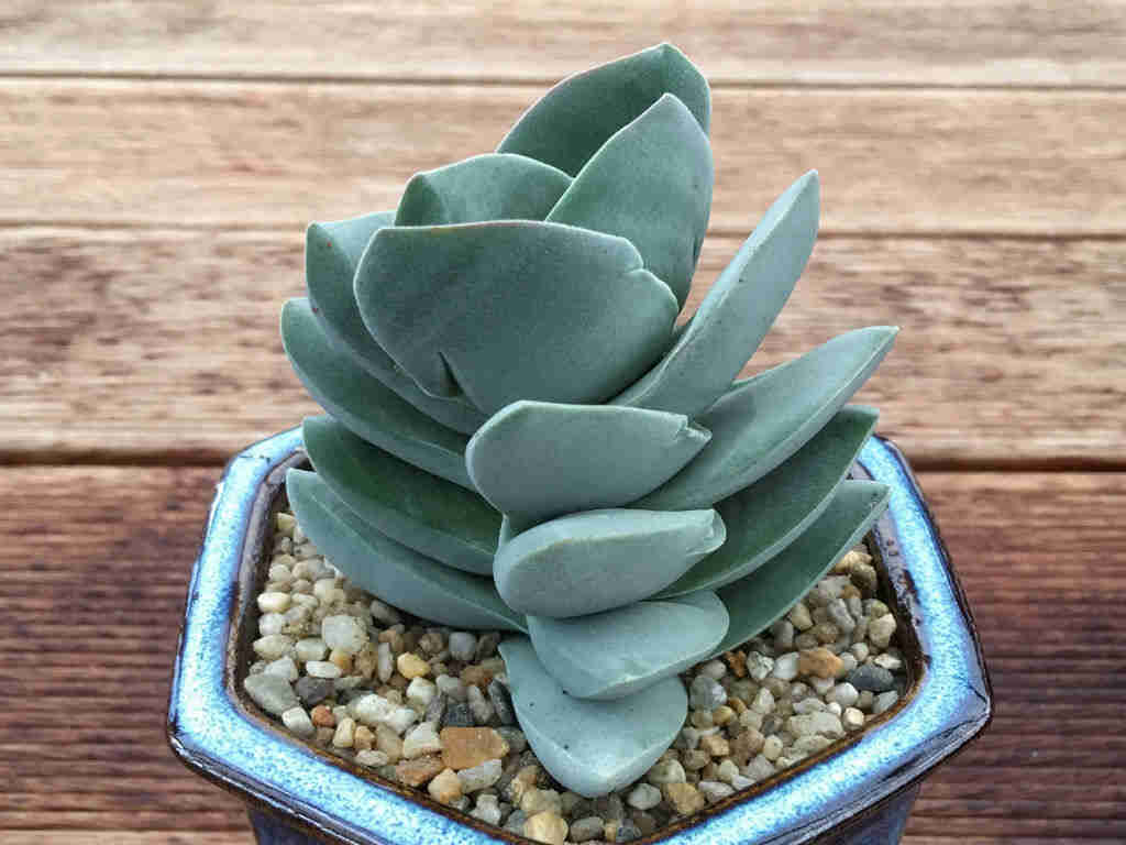 Crassula 'Ivory Tower’ (Care Guide With Pictures)| Succulents Network