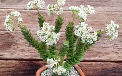 Crassula ‘Jade Necklace’