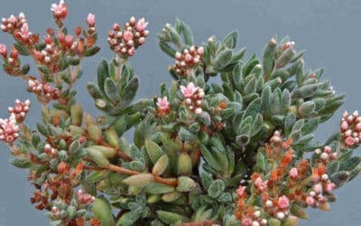 Crassula ‘Justus Corderoy’