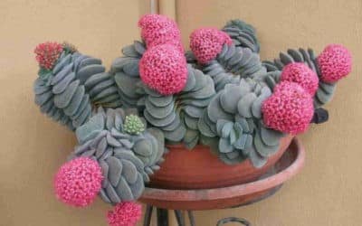 Crassula ‘Morgan’s Beauty’