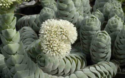 Crassula ‘Pangolin’