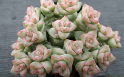 Crassula ‘Pastel’