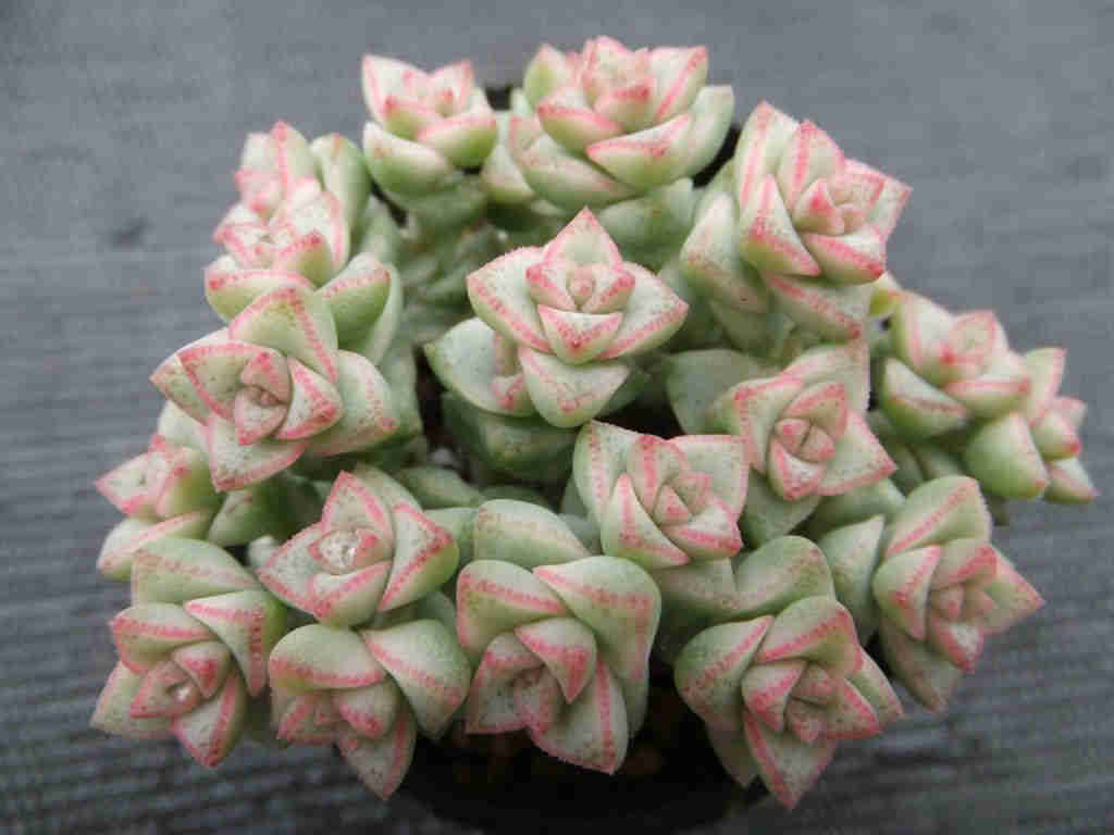 Crassula ‘Pastel'