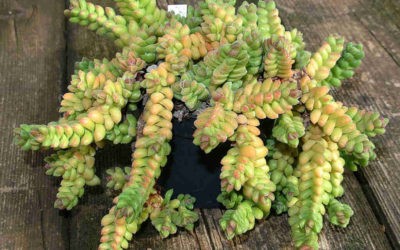 Crassula ‘Rose Marina’