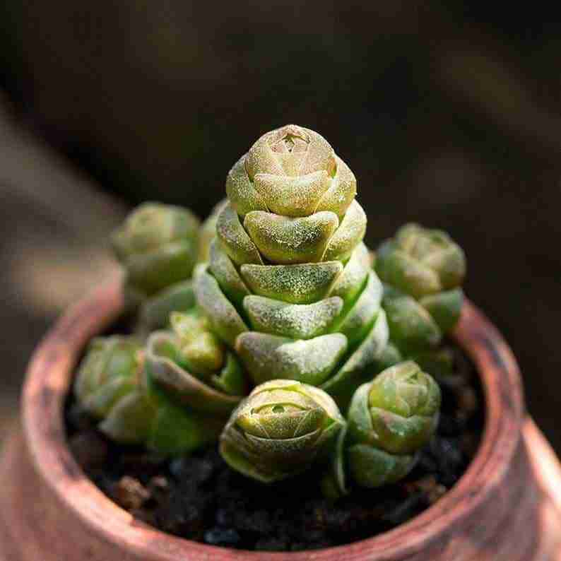 Crassula ‘Emerald'