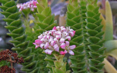 Crassula ‘Green Pagodo’