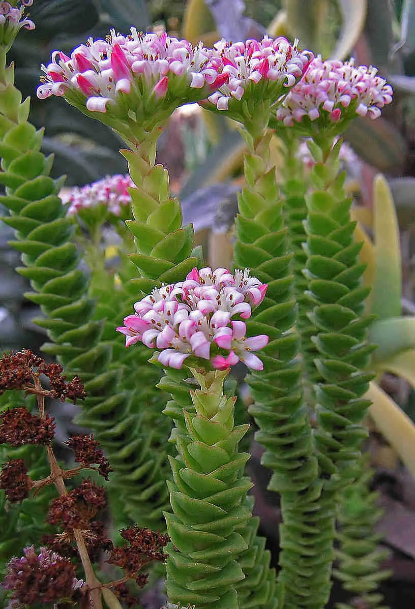 Crassula ‘Green Pagodo’