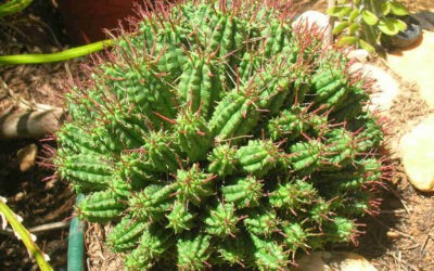 Euphorbia Mammillaris ‘Indian Corn Cob’