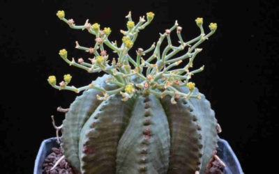 Euphorbia Meloformis Subsp. Valid