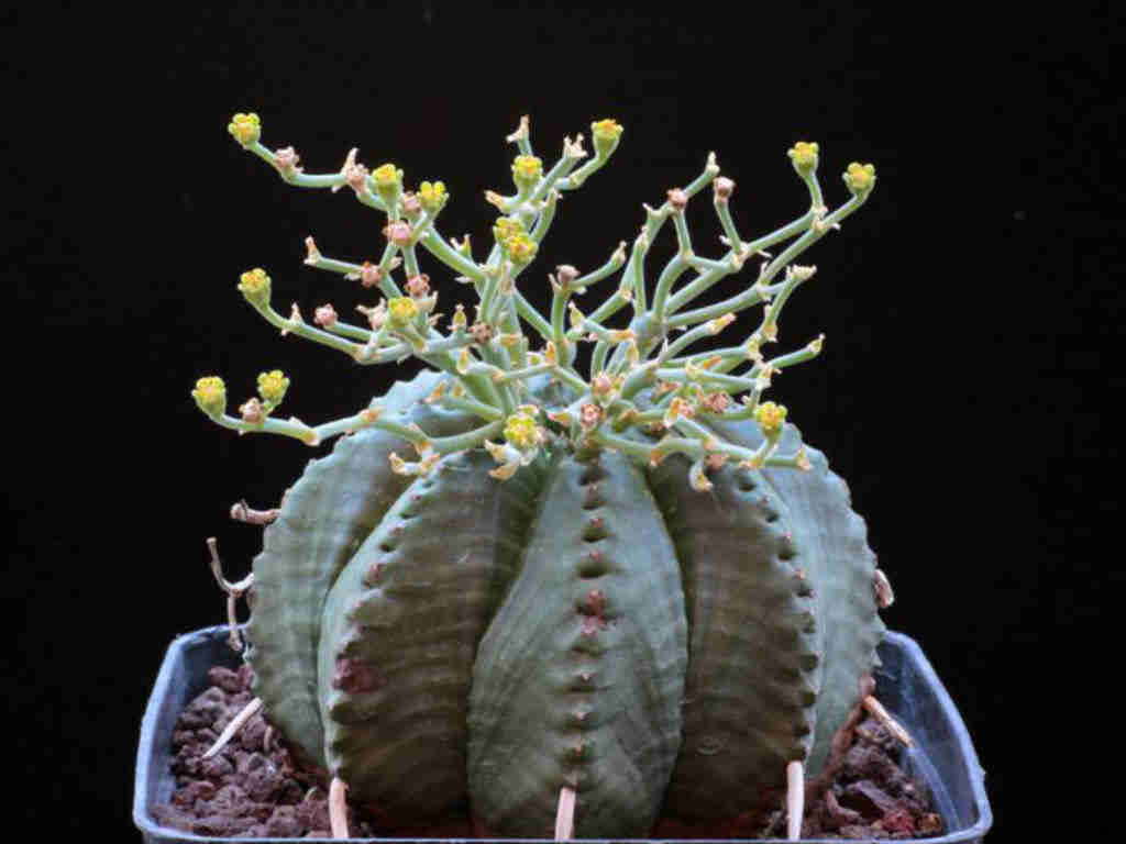 Euphorbia Meloformis Subsp. Valid