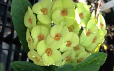 Euphorbia Milii ‘Primrose Yellow’