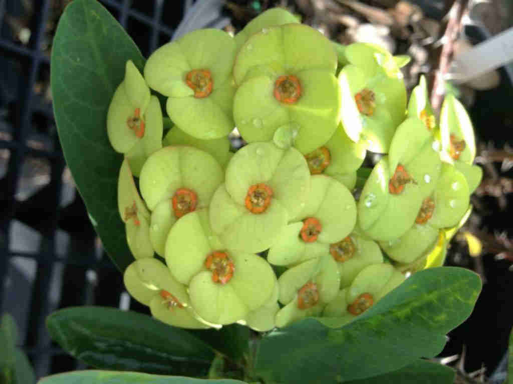 Euphorbia Milii ‘Primrose Yellow’