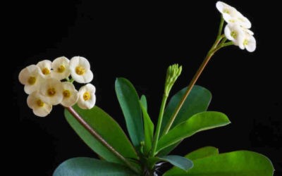 Euphorbia Milii F. Luted ‘Yellow Crown Of Thorns’