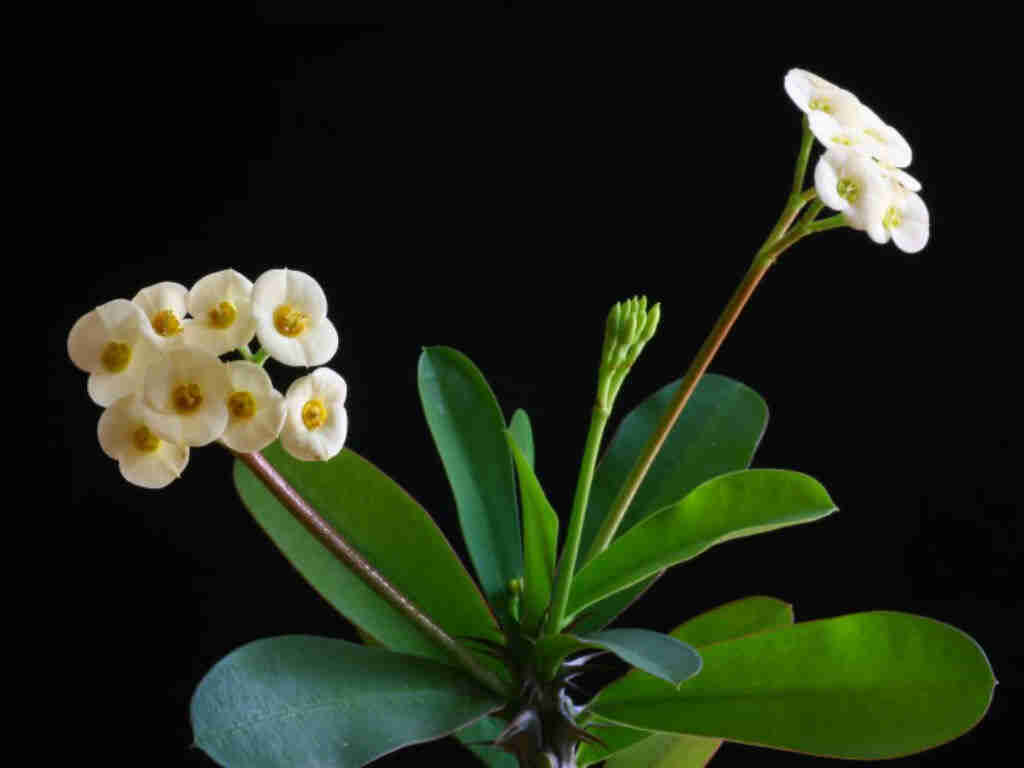 Euphorbia Milii F. Luted 'Yellow Crown Of Thorns'