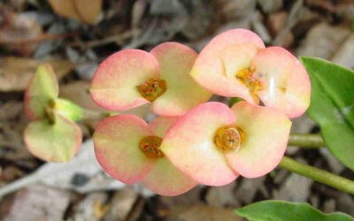 Euphorbia Milii Var. Roeana ‘Crown Of Thorns’