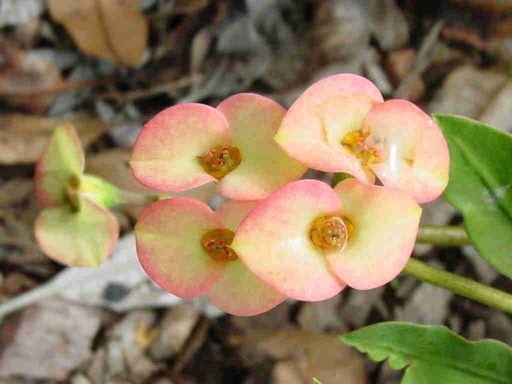 Euphorbia Milii Var. Roeana 'Crown Of Thorns'