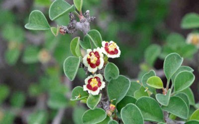 Euphorbia Misera ‘Cliff Spurge’