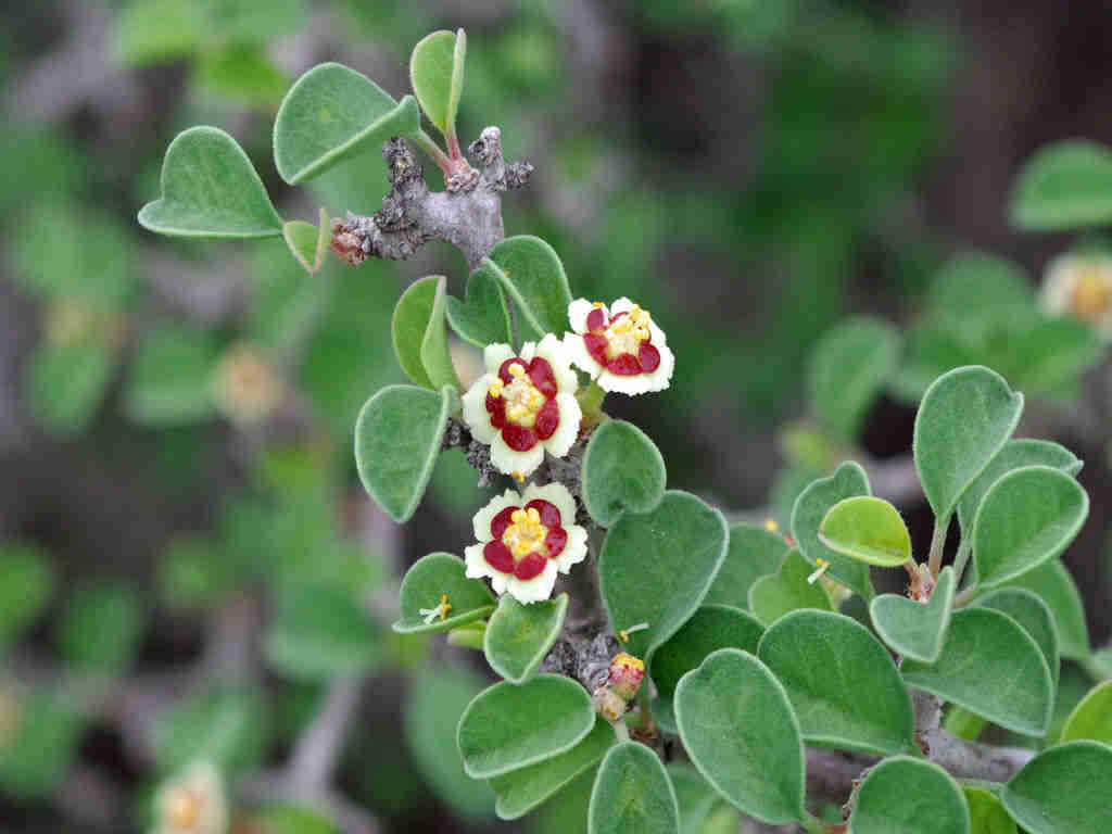 Euphorbia Misera 'Cliff Spurge'