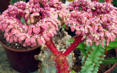 Euphorbia Neoarborescens