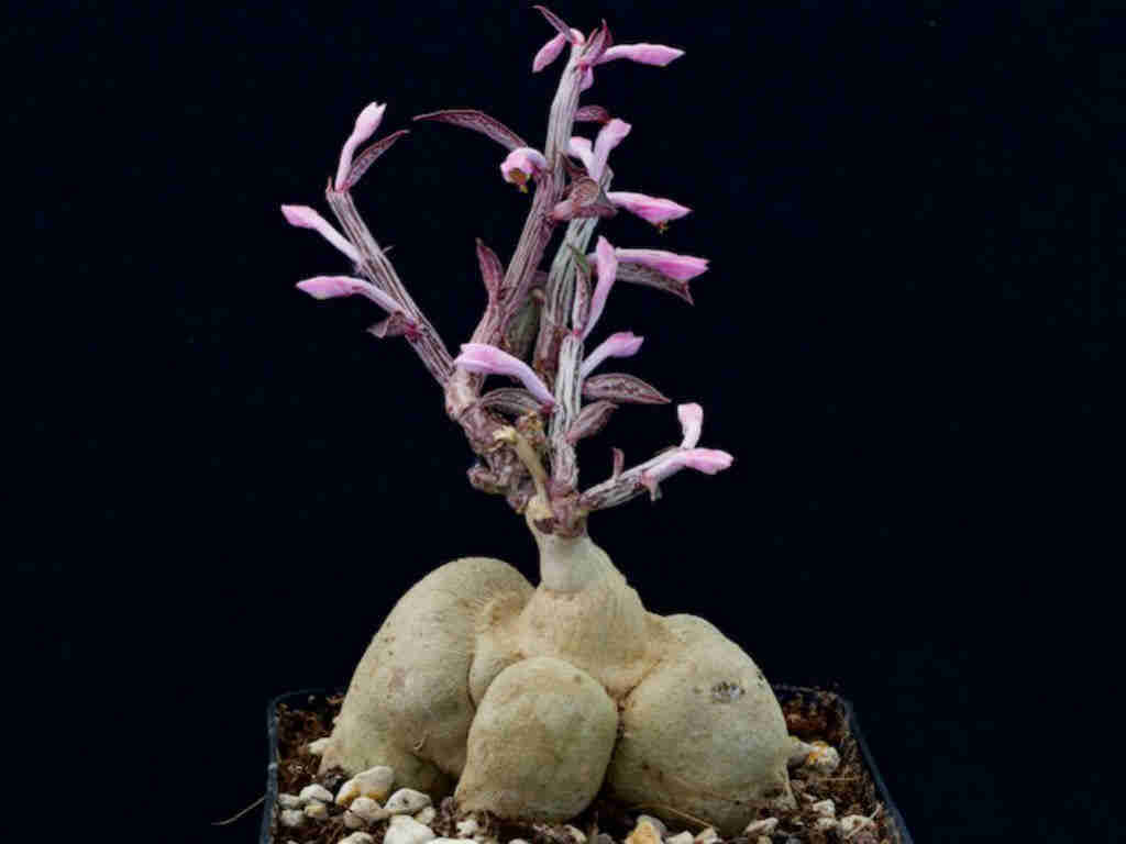 Euphorbia Neorubella 'Red Monadenium'