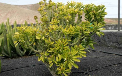 Euphorbia Neriifolia ‘Indian Spurge Tree’