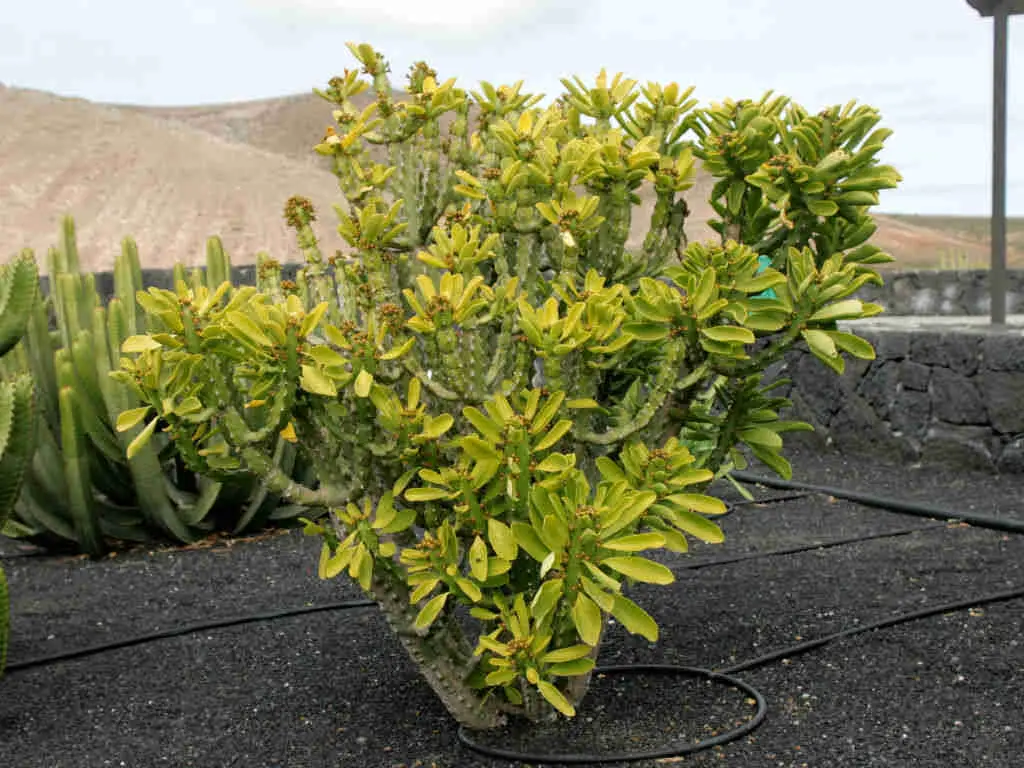 Euphorbia Neriifolia 'Indian Spurge Tree'