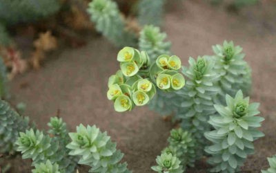 Euphorbia Paralias ‘Sea Spurge’