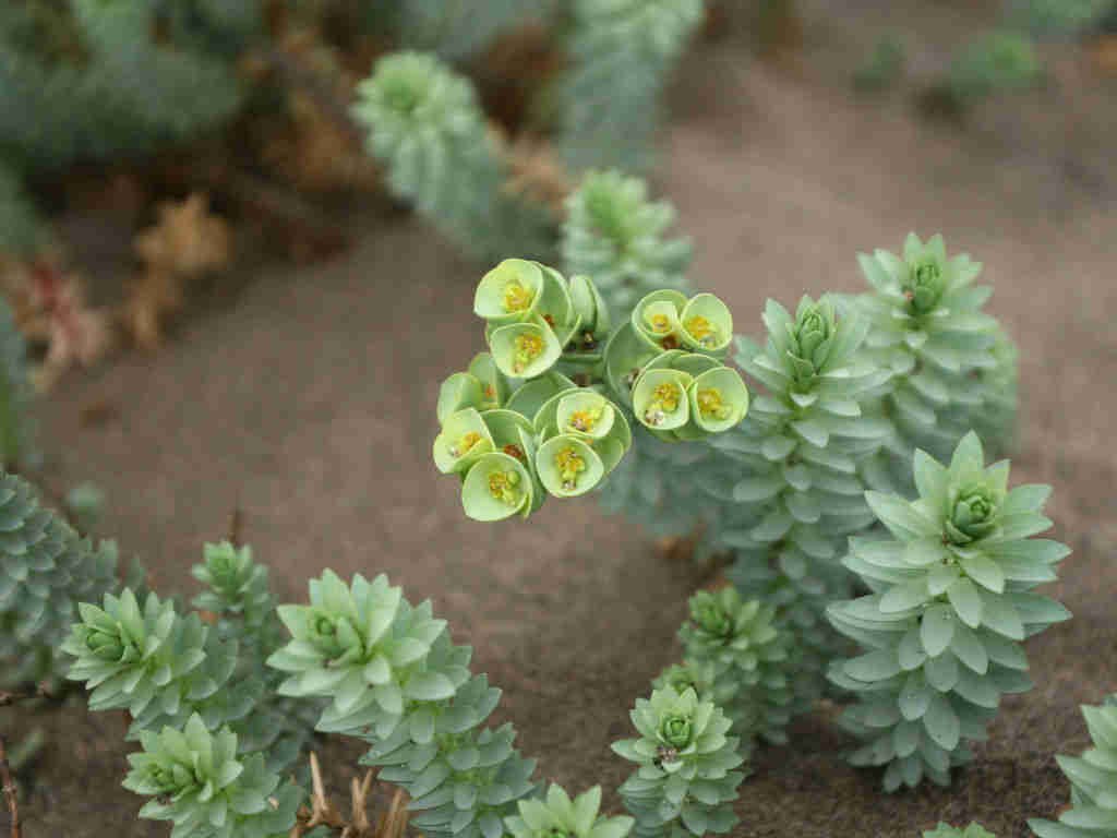 Euphorbia Paralias 'Sea Spurge'