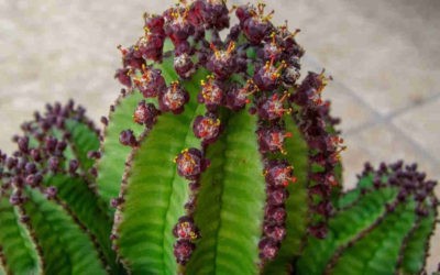 Euphorbia Polygona Var. Anoplia