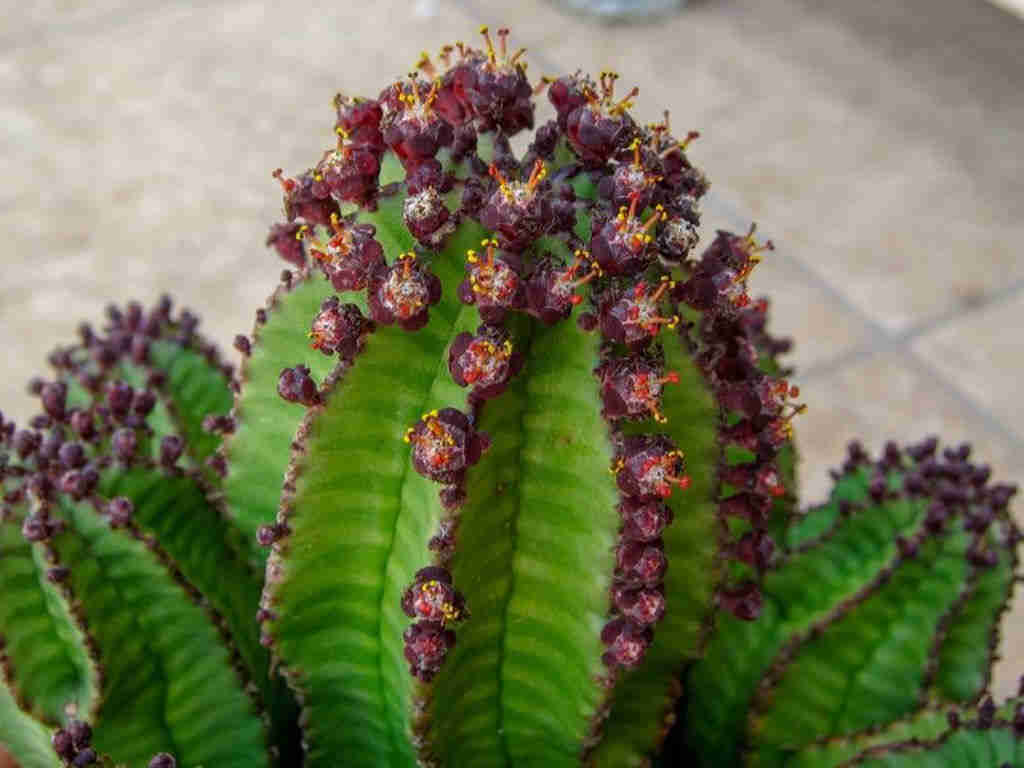 Euphorbia polygona Var. Anoplia