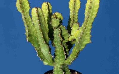 Euphorbia Pseudocactus ‘Candelabra Spurge’