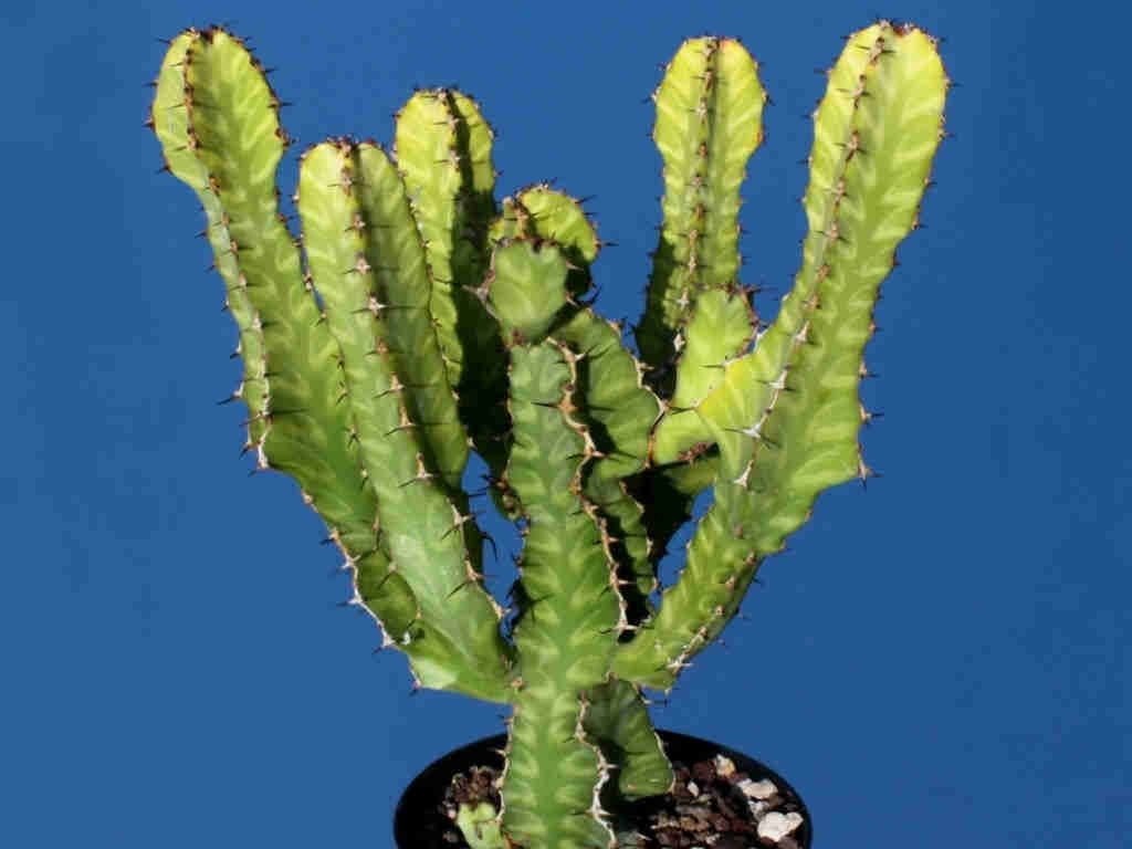 Euphorbia Pseudocactus 'Candelabra Spurge'