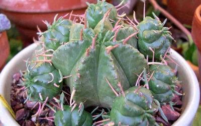 Euphorbia Pulvinata ‘Pincushion Euphorbia’