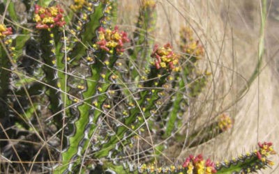 Euphorbia Ramulosa